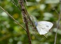 A blue butterfly with white wings on a dried-up stem of meadow grass