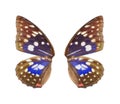Blue butterfly wing
