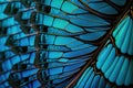 Blue Butterfly Wing - closeup butterfly wing blue. iridescent, background wallpaper texture Royalty Free Stock Photo