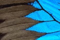 Blue butterfly wing Royalty Free Stock Photo