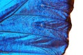 blue butterfly wing texture Royalty Free Stock Photo