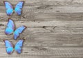 Blue butterfly on wood background