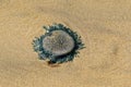 Blue button jellyfish on the beach