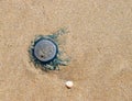 Blue Button - Porpita Porpita - Jellyfish on Beach