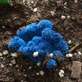 Blue cactus