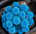 Blue Cactus