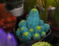 Blue cactus in a pot among other cacti