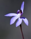 Blue Caladenia