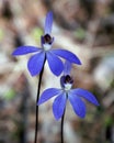 Blue Caladenia