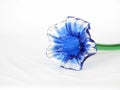 Blue glass calyx flower