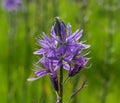 Blue Camassia Leichtlinii flower photographed in springtime at RHS Wisley garden, Surrey UK.