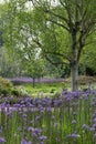 Blue Camassia Leichtlinii flowers photographed in springtime at RHS Wisley garden, Surrey UK. Royalty Free Stock Photo