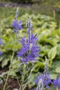 Blue Camassia scilloides