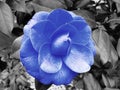 Blue camelia flower