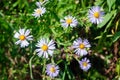 Blue camomile asters in the garden, aster amellus