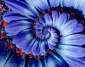 Blue camomile daisy flower spiral abstract fractal effect pattern background. Blue violet navy flower spiral abstract pattern