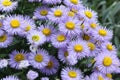 Blue camomiles in a summer garden Royalty Free Stock Photo