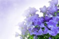 Blue campanula