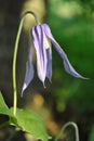 Blue campanula flower close up detail, long soft petals, natural background
