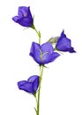 Blue campanula flowers isolated on white Royalty Free Stock Photo