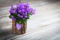 Blue campanula flowers for Valentine's Day