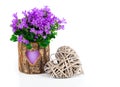 Blue campanula flowers for Valentine's Day Royalty Free Stock Photo