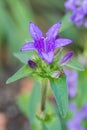 Blue campanula glomerata flower Royalty Free Stock Photo
