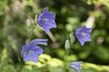 Blue Campanula persicifolia