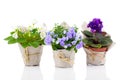 Blue Campanula terry, blue and white Saintpaulias flowers Royalty Free Stock Photo