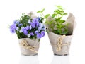 Blue Campanula terry flowers in paper packaging Royalty Free Stock Photo
