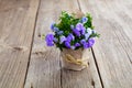 Blue Campanula terry flowers Royalty Free Stock Photo