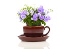 Blue Campanula terry flowers in teacup Royalty Free Stock Photo