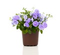 Blue Campanula terry flowers Royalty Free Stock Photo