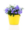 Blue Campanula terry flowers, Royalty Free Stock Photo