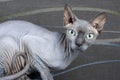 Blue Canadian Sphynx cat