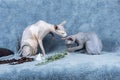 Blue Canadian Sphynx cat kitten and adult