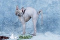 Blue Canadian Sphynx the Canadian Hairless cat kitten