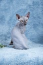 Blue Canadian Sphynx the Canadian Hairless cat kitten