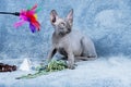 Blue Canadian Sphynx the Canadian Hairless cat kitten