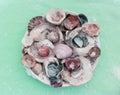 Seashell plate