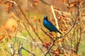 Blue Cape starling