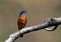 Blue-capped rock thrush Royalty Free Stock Photo