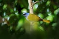 Blue-capped Tanager, Thraupis cyanocephala, exotic bird sitting on the branch in the green forest. Tropic tanager in the nature ha