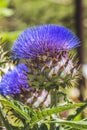 Blue Cardoon Thistle Blooming Bee Macro