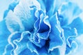 Light blue carnation flower background, close up Royalty Free Stock Photo