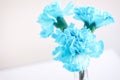 Blue Carnation Flower Royalty Free Stock Photo