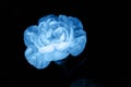 Blue carnation flower in drops of water on a dark background. Royalty Free Stock Photo