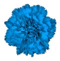 Blue carnation flower isolated on white background. Close-up. Royalty Free Stock Photo