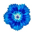 Blue carnation flower isolated on white background. Close-up. Royalty Free Stock Photo