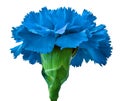 Blue carnation flower isolated on a white background. Close-up. Flower bud on a green stem Royalty Free Stock Photo